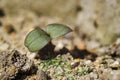 Small rising plant, radish Royalty Free Stock Photo