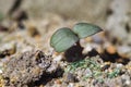 Small rising plant, radish Royalty Free Stock Photo