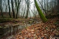 Small river in autumnal forest with mystical mist