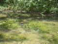 Small river in Bavaria with water plants