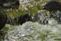 Small river bed with rocks and moss, washed over by clear water, detail, flow, cold, reflection Royalty Free Stock Photo
