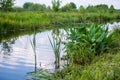 a small river a bush of aquatic vegetation meadows sky clouds Royalty Free Stock Photo
