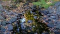 Small river crossing trough the forest during the beginning of the autumn fall season in Massachusetts, New England Royalty Free Stock Photo