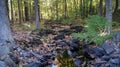 Small river crossing trough the forest during the beginning of the autumn fall season in Massachusetts, New England Royalty Free Stock Photo