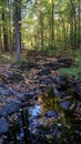 Small river crossing trough the forest during the beginning of the autumn fall season in Massachusetts, New England