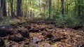 Small river crossing trough the forest during the beginning of the autumn fall season in Massachusetts, New England Royalty Free Stock Photo