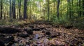 Small river crossing trough the forest during the beginning of the autumn fall season in Massachusetts, New England Royalty Free Stock Photo