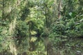 Small river with densely wooded shore in Tortuguero National Park, Costa Rica