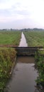 A small river that divides the rice fields in a village.