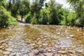 Small river in the evergreen forest. Crystal clear water, rocks, moss, plants. Pure nature, environment, ecology