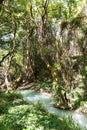 Small river in the evergreen forest. Crystal clear water, rocks, moss, plants