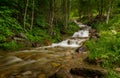 small river falling among the rocks and trees of the green forest Royalty Free Stock Photo