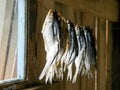Small river fish  salted for future use  is dried on a rope in a rural house Royalty Free Stock Photo