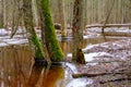 A small river after flood caused by winter snow melting in early spring, grass is washed away and trees have bare Royalty Free Stock Photo