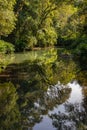 Small river in the florest