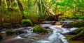 Small river flow in forest Royalty Free Stock Photo