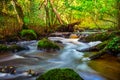 Small river flow in forest Royalty Free Stock Photo