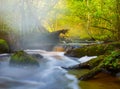 Small river flow in forest Royalty Free Stock Photo