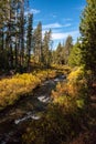 A small river flowing through the autumnal forest of the Yellowstone NP Royalty Free Stock Photo