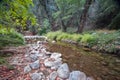 Small river flowing through woods in Paphos forest, Cyprus Royalty Free Stock Photo