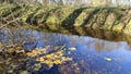 A small river flows among grassy banks covered with fallen leaves. Algae grow in the water, trees and the blue sky are reflected. Royalty Free Stock Photo