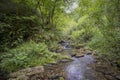 A small river flows quietly through a rocky riverbed in a lush forest among vegetation and ferns