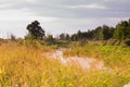 A small river in the forest. Evening by the river.