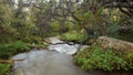 Small river in a forest of Polylepis located in the moor of the Ecological Reserve Los Ilinizas