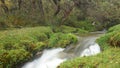 Small river in a forest of Polylepis located in the moor of the Ecological Reserve Los Ilinizas