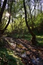 Small river through the forest with sunbeams in spring season Royalty Free Stock Photo