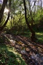 Small river through the forest with sunbeams in spring season Royalty Free Stock Photo