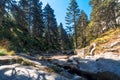 Small River Among Forest in Uludag National Park Royalty Free Stock Photo