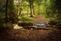 Small river in forest, wooden bridge Royalty Free Stock Photo