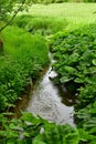 Small river in Franken Jura Germany green meadow