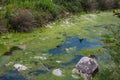 A small river with grassy banks overgrown with grass, and duckweed on the water