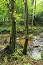 small river in spring czech forest Royalty Free Stock Photo