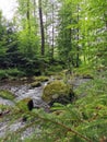 small river in spring czech forest Royalty Free Stock Photo