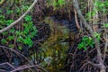 Small river in Mangrove forest, Zanzibar. Tropical forest in mud. Jozani forest Royalty Free Stock Photo