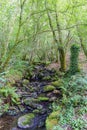 Small river with many stones with moss, in an oak forest with th