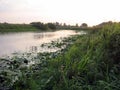 A small river with marshy banks overgrown with grass and lilies