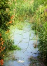 A small river on a meadow near kiev, with grassy banks overgrown with grass, and duckweed on the water Royalty Free Stock Photo