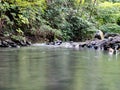 Small river near trees in Jingashita Keikoku park Yokahama Japan Royalty Free Stock Photo