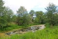 Small river overgrown with duckweed and reeds Royalty Free Stock Photo