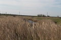 A small river overgrown with reeds among fields overgrown with grass