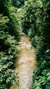 Small river in Rainforest Jungle, Ubud, Bali, Indonesia Royalty Free Stock Photo