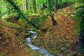 Small river running through a small forest of chestnut trees (Castanea sativa) in autumn Royalty Free Stock Photo