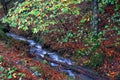 Small river running through a small forest of chestnut trees (Castanea sativa) in autumn Royalty Free Stock Photo