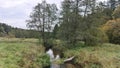 A small river with a sandy bottom and clear water flows between grassy banks. A log lies across it. Alder and bushes grow on the b Royalty Free Stock Photo