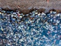 Small river shells on a sandy beach. Sea background close up. Royalty Free Stock Photo