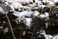 Small river in the snowy forest